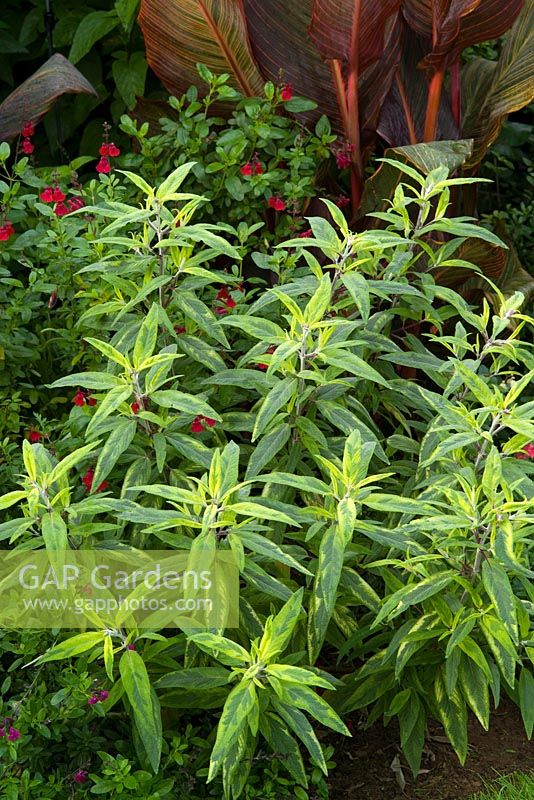 Salvia leucantha 'Eder' - variegated, with Salvia 'Silas Dyson'
