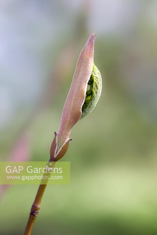 Emerging foliage of Acer morifolium in Spring