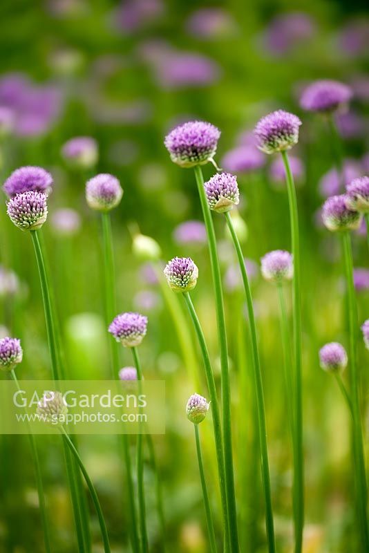 Emerging flowers of Allium 'Purple Sensation' in Spring