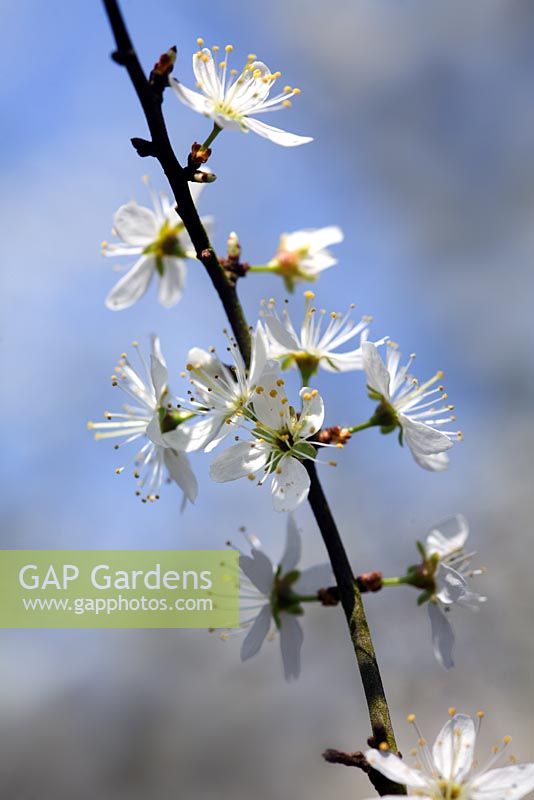 Prunus spinosa - Blackthorn blossom in Spring