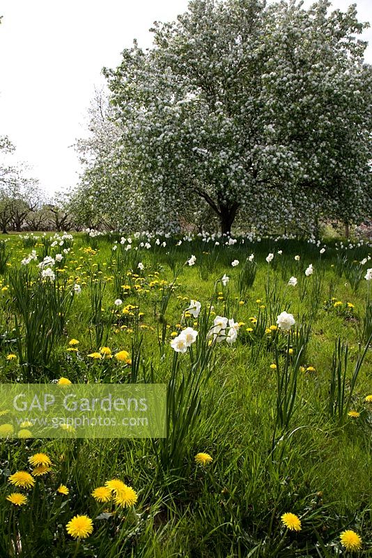 Malus x robusta 'Persicifolia' with Taraxacum - Dandelions and Narcissus - Daffodils in Spring