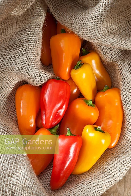 Capsicum annuum - Chilli Pepper 'Mini mixed' in burlap sack