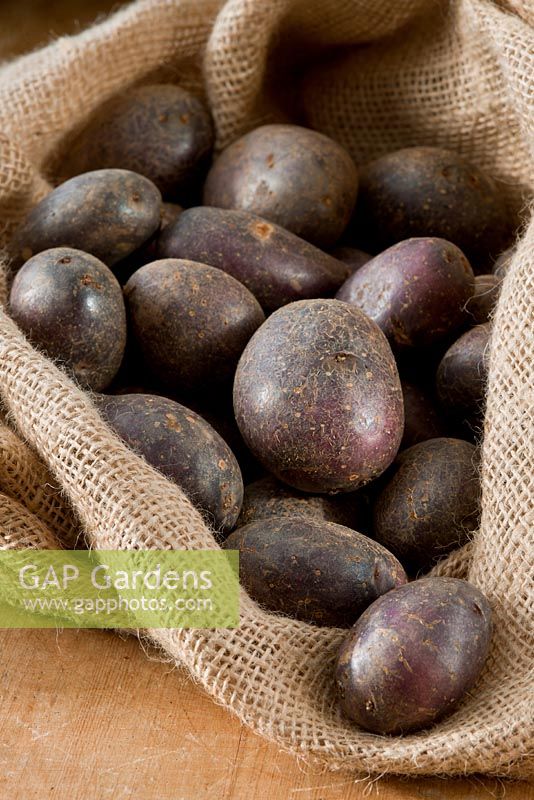 Solanum - Potato 'Shetland Black' in sack, October

