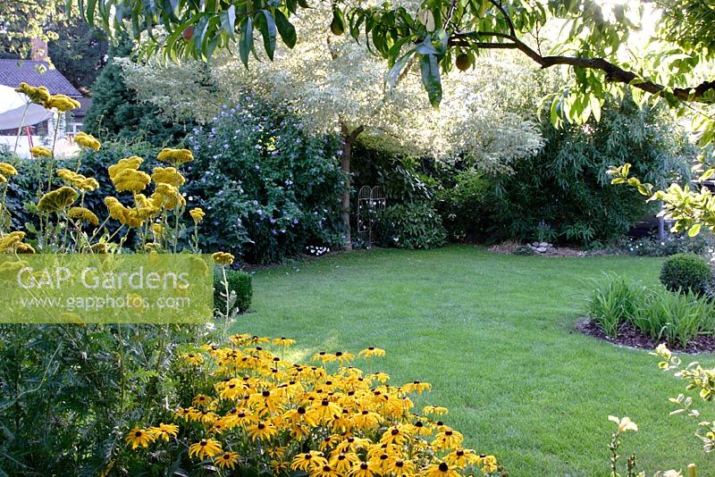 Lawn with Rudbeckia - Coneflowers, Achillea - Yarrow, and Acer negundo 'Variegatum'