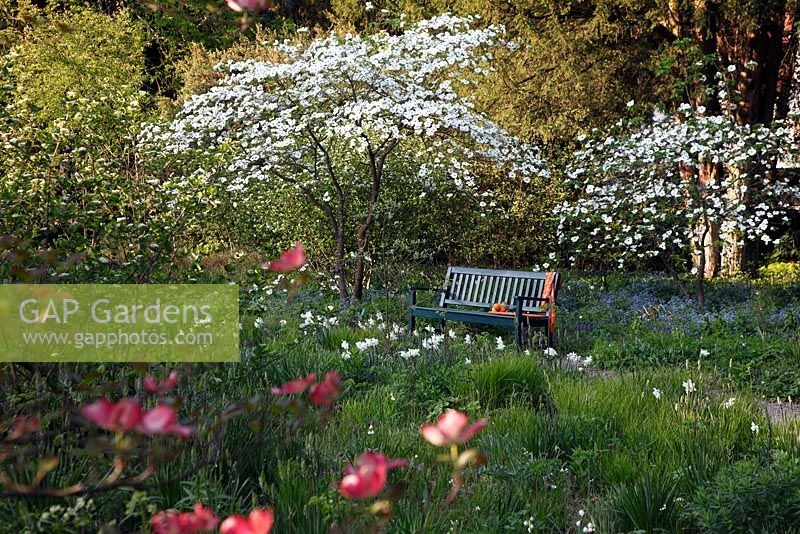 Spring garden. Cornus nuttallii with blue bench and Narcissus - Daffodils