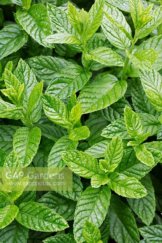 Mentha spicata - Garden Mint