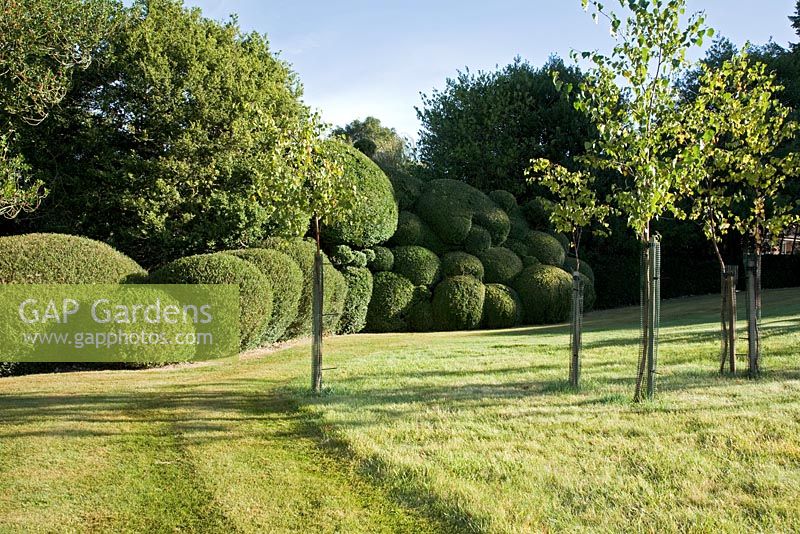 Clipped Buxus balls in a landscaped garden. 