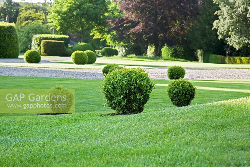 Clipped Buxus balls planted in the lawn along the edge of a gravel driveway.  