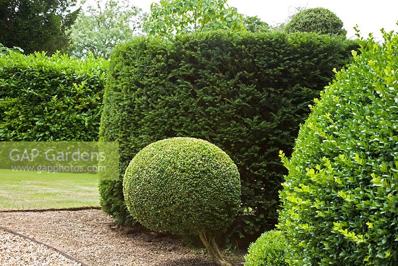 Clipped evergreen Taxus and Buxus topiary beside a gravel driveway.  