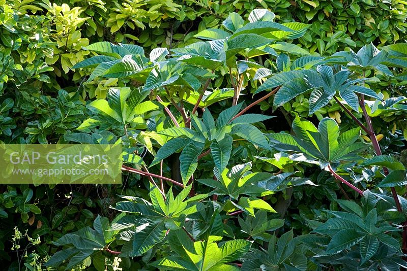 Large leaves of Ricinus communis 'Zanzibariensis' in late Summer