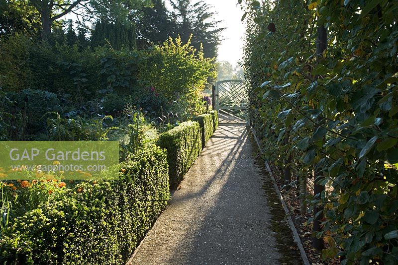 Concrete path through vegetable and herb garden with decorative wooden gate in summer. Espaliered Malus - Apple, Calendula officinalis 'Radio', Dahlias and Buxus - Box hedging 