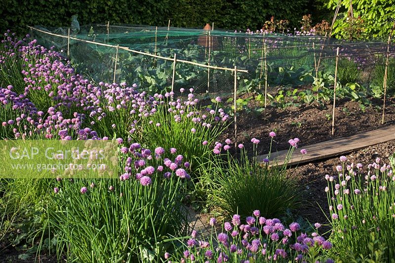 Decorative potager and herb garden, with flowering Allium schoenoprasum - Chives and Brassicas under protective netting