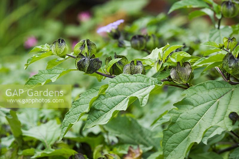 Nicandra physaloides seed pods, July