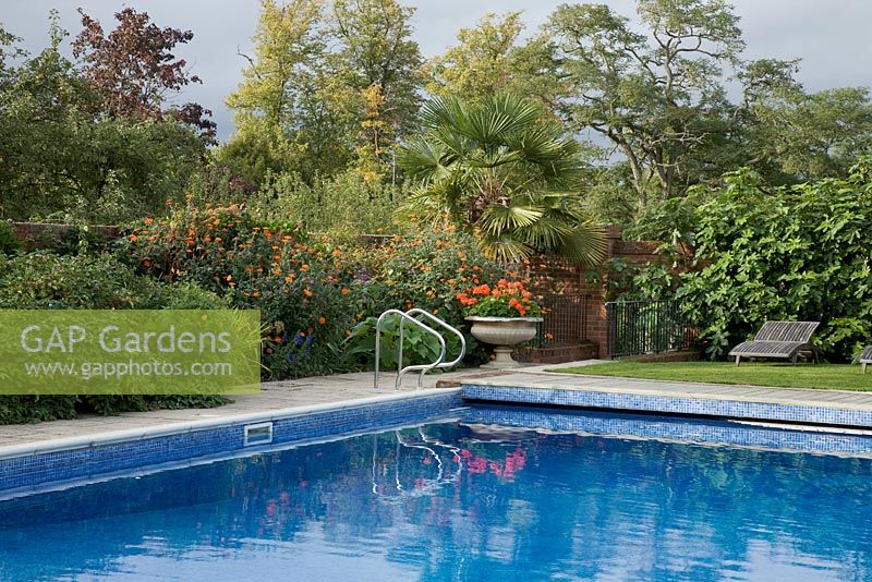 Swimming pool surrouned by colourful planting of Tithonia rotundifolia 'Torch' and Verbena bonariensis. Pelargonium - Geranium in pot