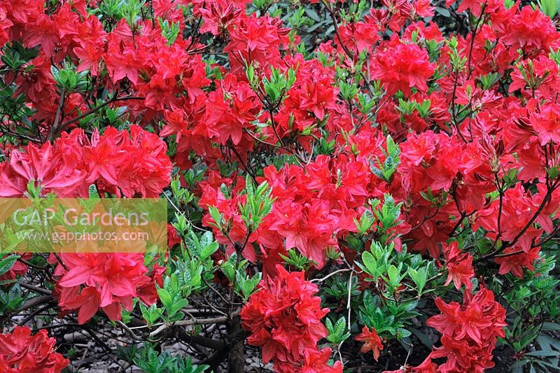 Rhododendron mollis 'Radiant'