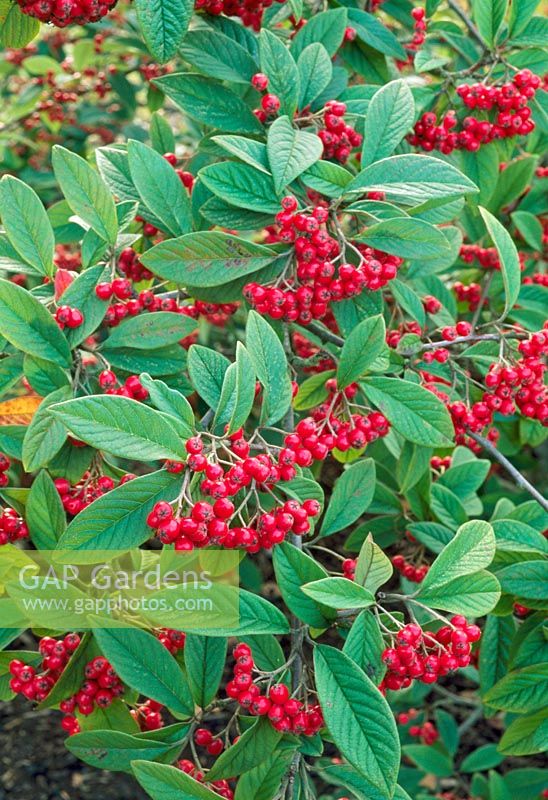 Cotoneaster salicifo... stock photo by Jo Whitworth, Image: 0228239