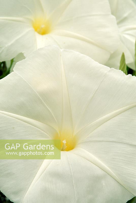 Ipomoea 'Pearly Gates'
