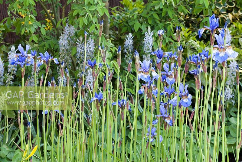 Iris sibirica - Dyslexia - A Barrier to Education Garden, RHS Chelsea Flower Show 2010