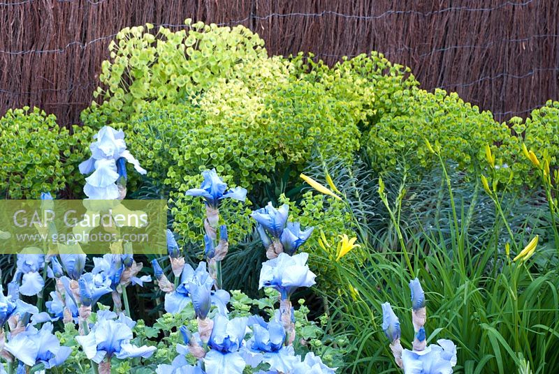 Iris 'Jane Phillips' with Euphorbia and Hemerocallis - Dyslexia - A Barrier to Education Garden - RHS Chelsea Flower Show 2010