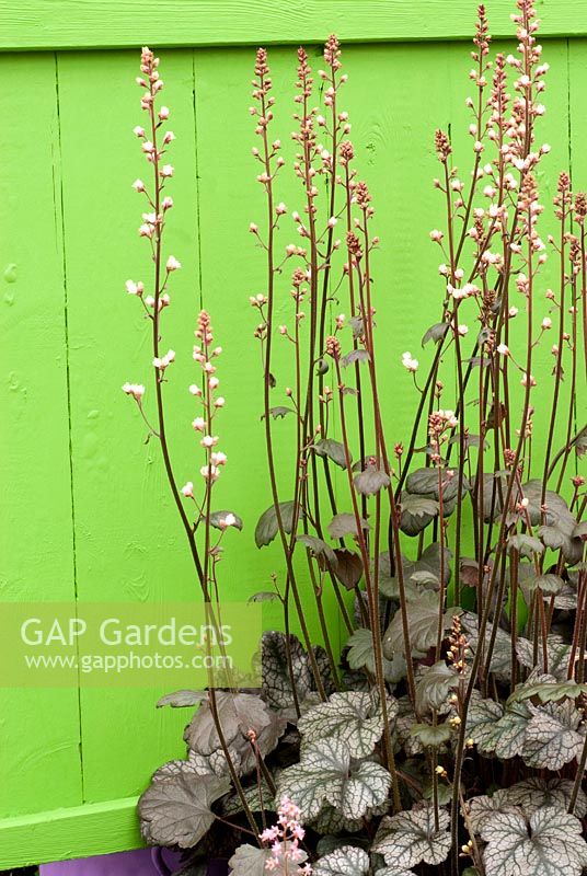 Heuchera 'Silver Scrolls' against a green painted fence