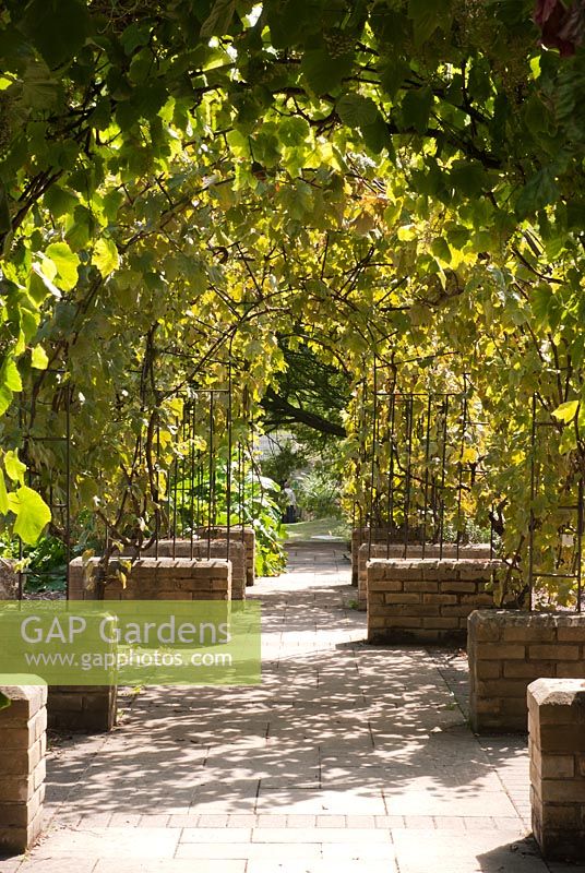 Walkway under Vitis - Grape covered arches. Ventnor Botanic Garden, Isle of Wight