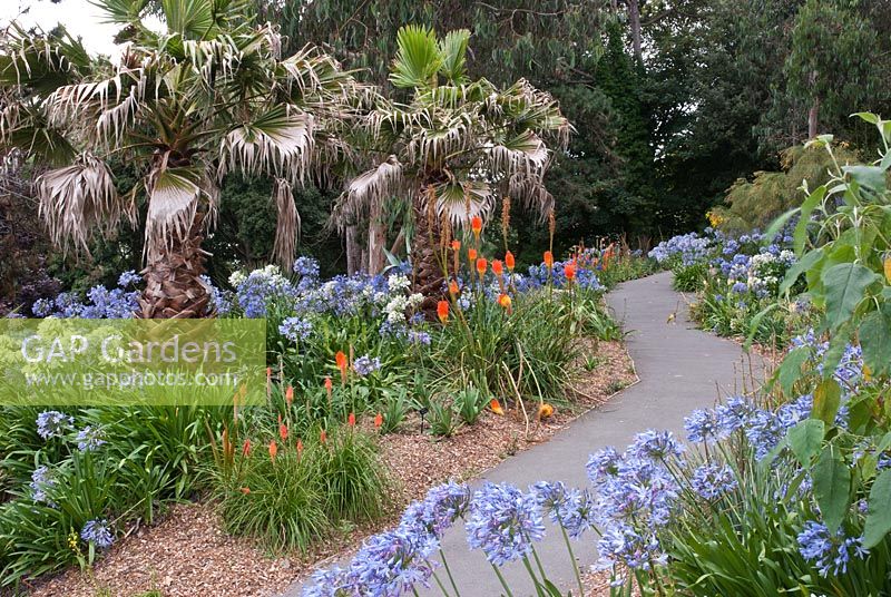 Path leading through borders with Agapanthus, Kniphofia and Trachycarpus fortunei - Ventnor Botanic Garden, Isle of Wight