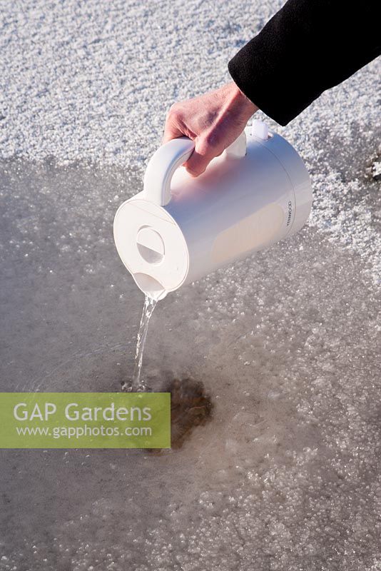 Making hole in ice of wildlife pond by pouring warm water from kettle 