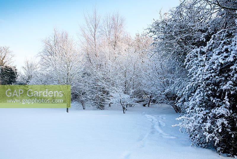 Small woodland copse in garden, in snow. Including Acer palmatum 'Osakazuki', Acer campestre - Field Maple, Corylus avellena - Hazel 