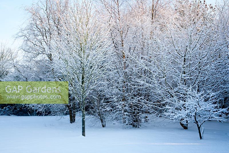 Small woodland copse in garden, in snow. Including Acer palmatum 'Osakazuki', Acer campestre - Field Maple, Hazel - Corylus avellana and Salix babylonica var. pekinensis 'Tortuosa' - Corkscrew Willow 