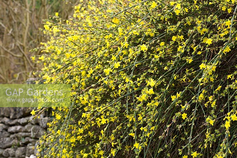 Jasminum nudiflorum growing over a wall -  Winter Jasmine