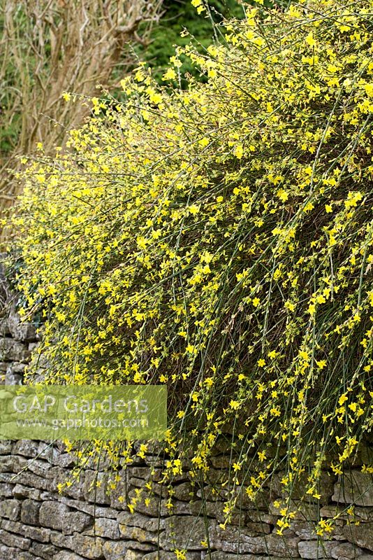 Jasminum nudiflorum growing over a wall - Winter Jasmine