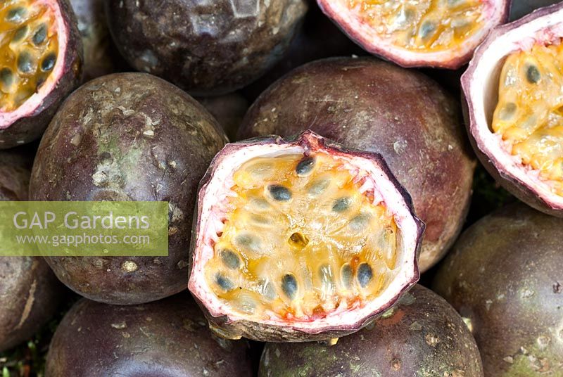 Passiflora edulis - Passion Fruit