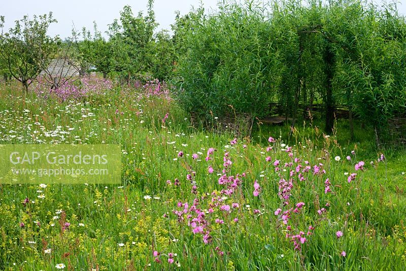 Living Willow arbour surrounded by wildflower meadow and orchard.  Leucanthemum vulgare - Ox-eye Daisy, Silene dioica - Red Campion, Rhinanthus minor - Yellow Rattle,  Rumex acetosella - Sheeps Sorrel