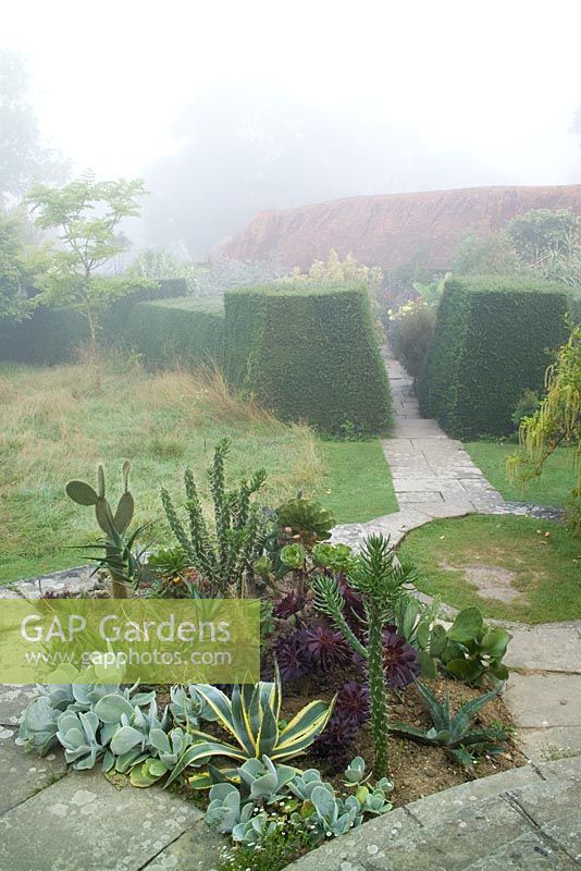 Misty summer morning at Great Dixter with cacti and succulents planted outside for the summer in a bed on the circular steps. Exotic garden beyond