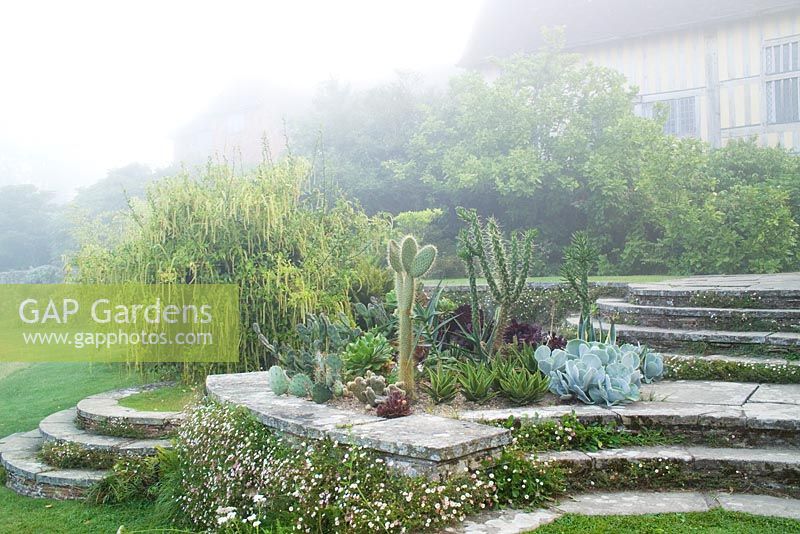 Misty summer morning at Great Dixter with cacti and succulents planted outside for the summer in a bed on the circular steps. Itea ilicifolia in full flower beyond