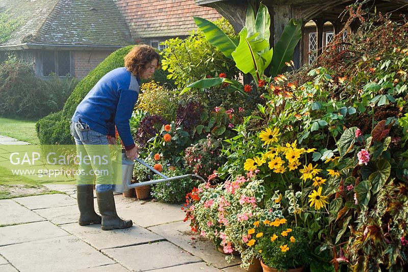 Tara Cully watering the pot display in front of the porch at Great Dixter on a misty autumnal morning. Container display includes Ensete ventricosum, Pelargonium 'Frank Headley', Pseudopanax lessonii 'Gold Splash', Begonia scharfii, Rudbeckias, Fuchsias and Aeoniums