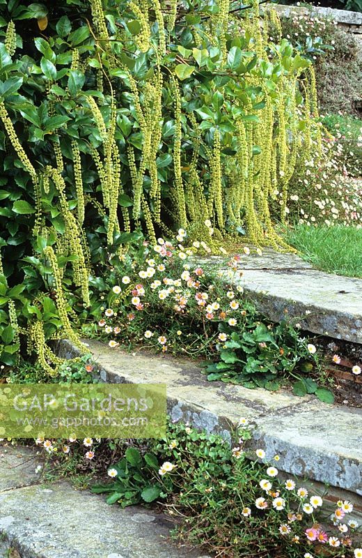 Itea ilicifolia with Erigeron karvinskianus growing in the circular steps at Great Dixter. Mexican daisy