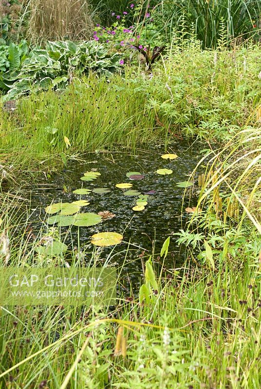Dense emergent and aquatic vegetation surrounding garden wildlife pond at 'Springbank', Davenham, Cheshire NGS