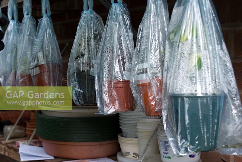 Cuttings in pots surrounded by plastic to reduce water loss in greenhouse