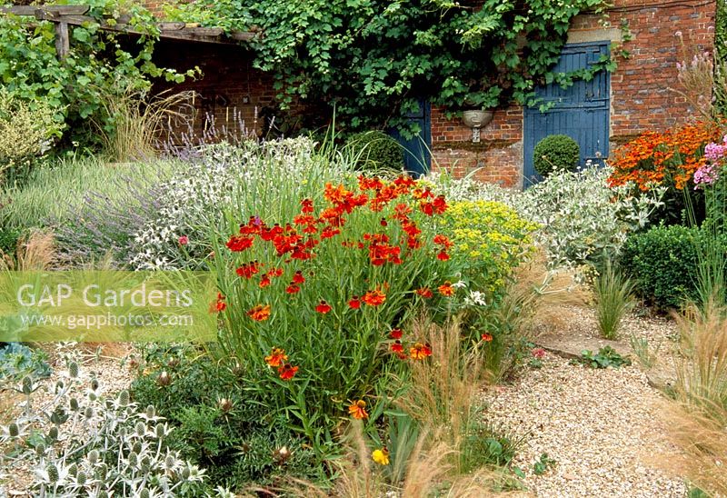 Gravel garden in late summer with perennials and grasses - Helenium, Eryngium and Euphorbia