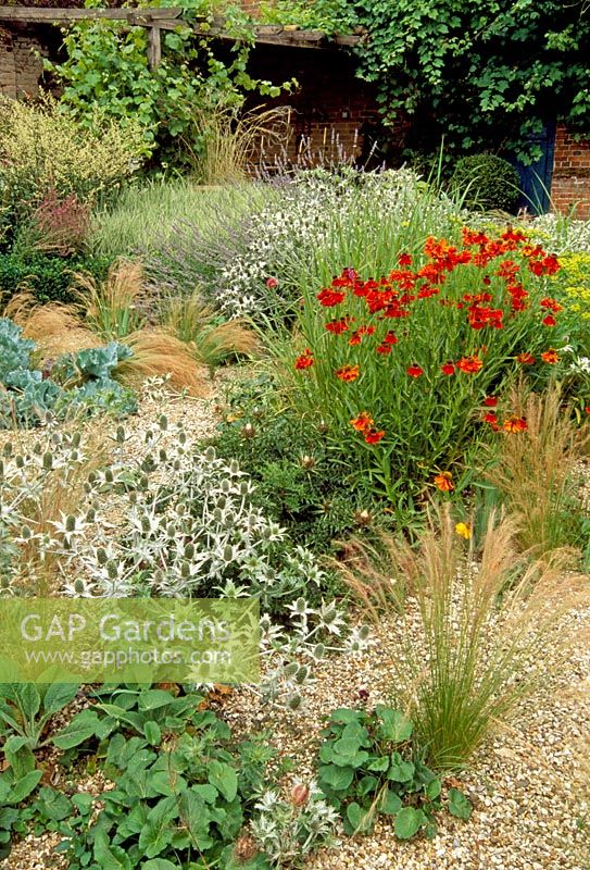 Gravel garden in late summer with perennials and grasses - Eryngium, Stipa tenuissima and Helenium