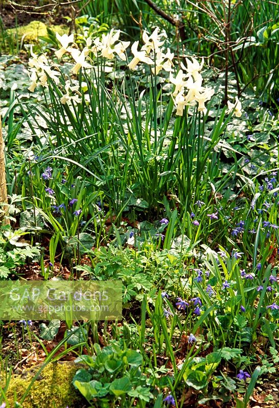 Scillas and Narcissus in woodland garden in early Spring