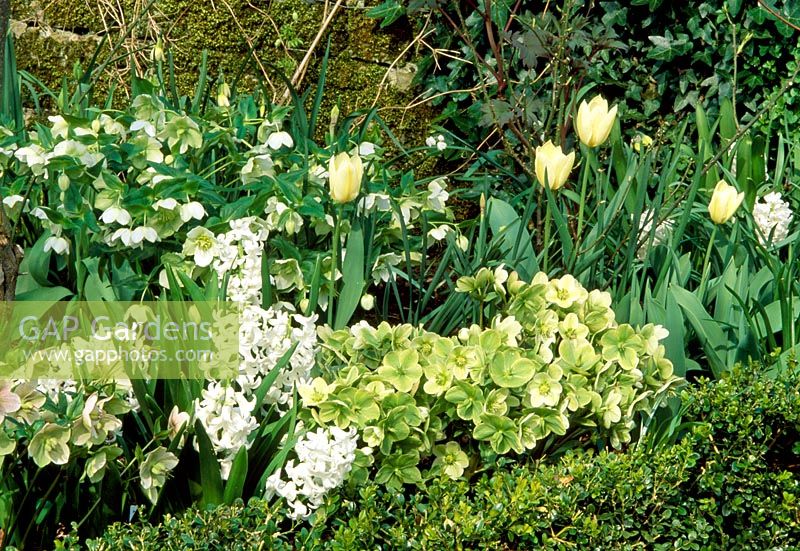 White border in early Spring with Helleborus, Hyacinthus and Tulipa
