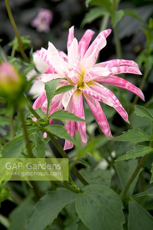 Dahlia 'Pink Giraffe' - Double orchid type at RHS Chelsea Flower Show 2010