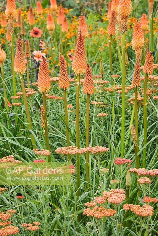 Achillea 'Walther Funcke', Kniphofia 'Alcazar', Dahlia 'Pathfinder' flowering in July - The Savill Garden, Windsor Great Park
