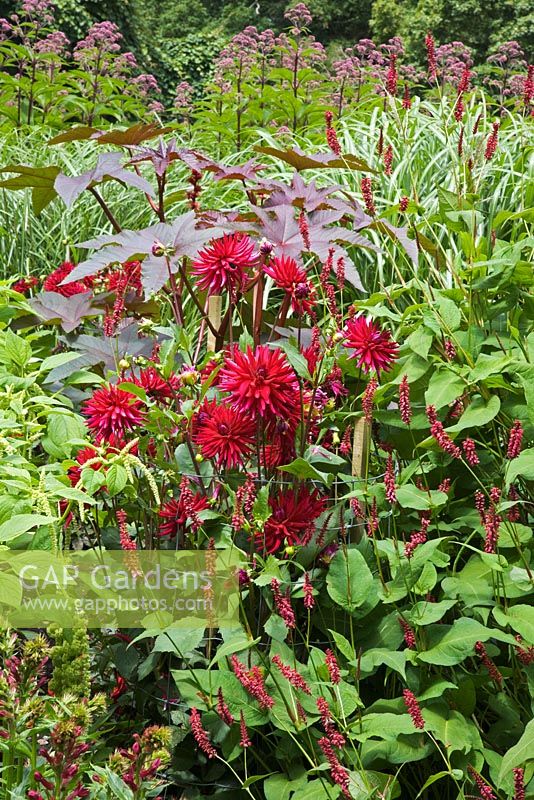 Summer border with Dahlia 'Doris Knight', Ricinus communis, Persicaria  amplexicaulis 'Firedance' flowering in July - The Savill Garden, Windsor Great Park