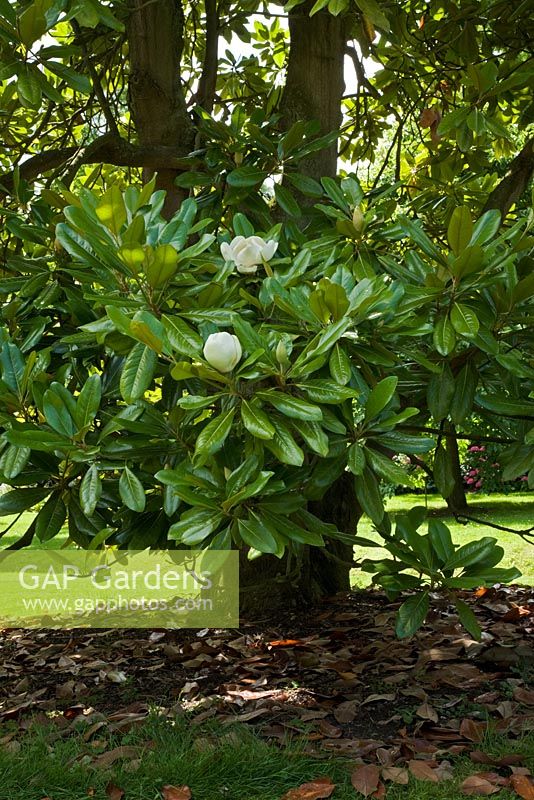 Magnolia grandiflora 'Maryland' flowering in July - The Savill Garden, Windsor Great Park