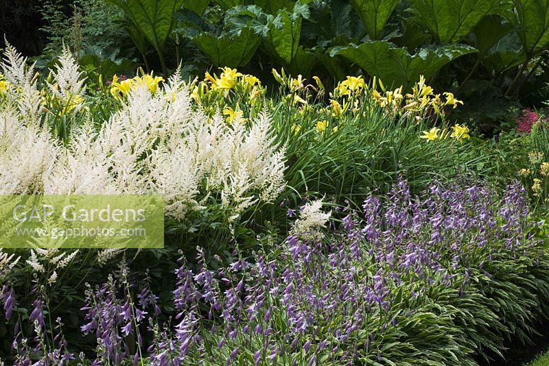 Astilbe x arendsii 'Rosa Perle', Hosta 'Stiletto' and yellow Hemerocalis flowering in July - The Savill Garden, Windsor Great Park