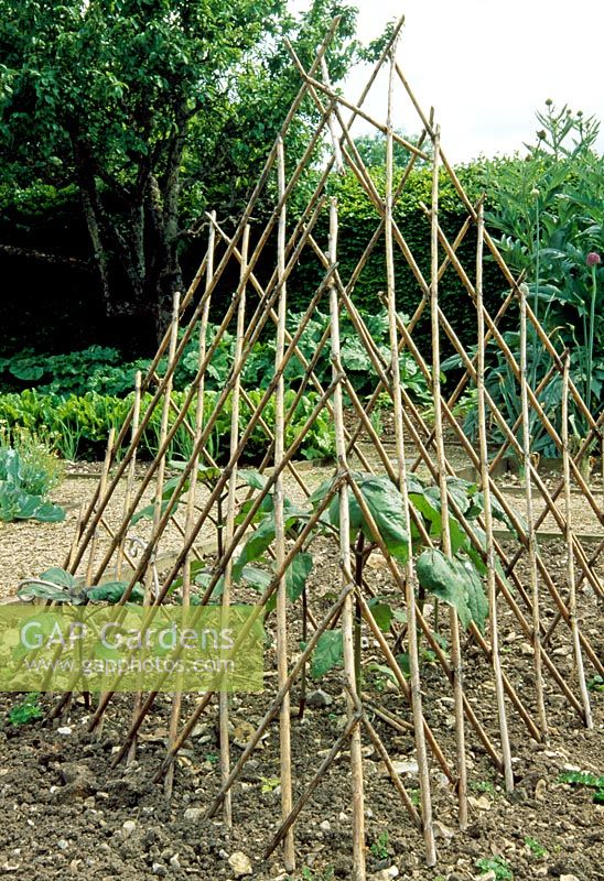 Vegetable bed in June with cape tripod supporting plants - Weir House, Hants