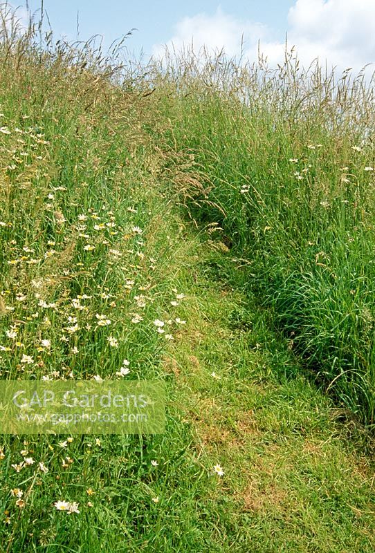 Path mown through wild flower meadow - Weir House, Hants